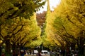 Autumn color tree peoples walking Tokyo